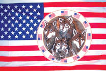 USA FOUR WOLVES IN CIRCLE 3' X 5' FLAG (Sold by the piece)