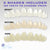 Instant Smile MULTISHADE Patented Temporary Tooth Repair Kit. A Realistic Looking Fix for a Missing or Broken Tooth ( sold by the piece )