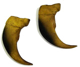 LARGE 3 INCH BLACK BEAR CLAW REPLICAS  ( Sold by the piece or dozen )