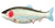 GIANT SIZE FAKE RUBBER FISH ( sold by the piece )