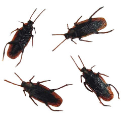 BULK FAKE COCKROACHES (Sold by the dozen)