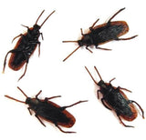 BULK FAKE COCKROACHES (Sold by per 100)