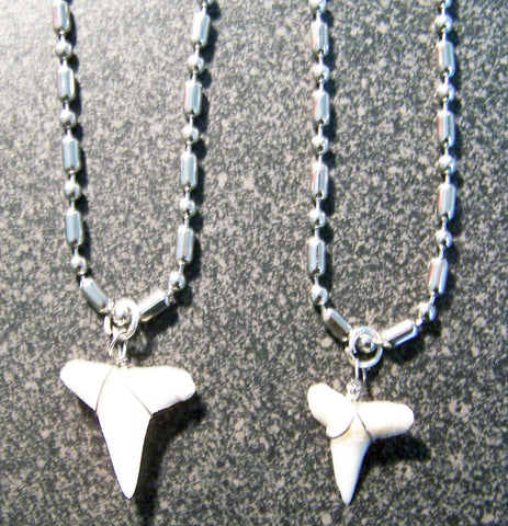 Fossil Shark Tooth Necklace with Card